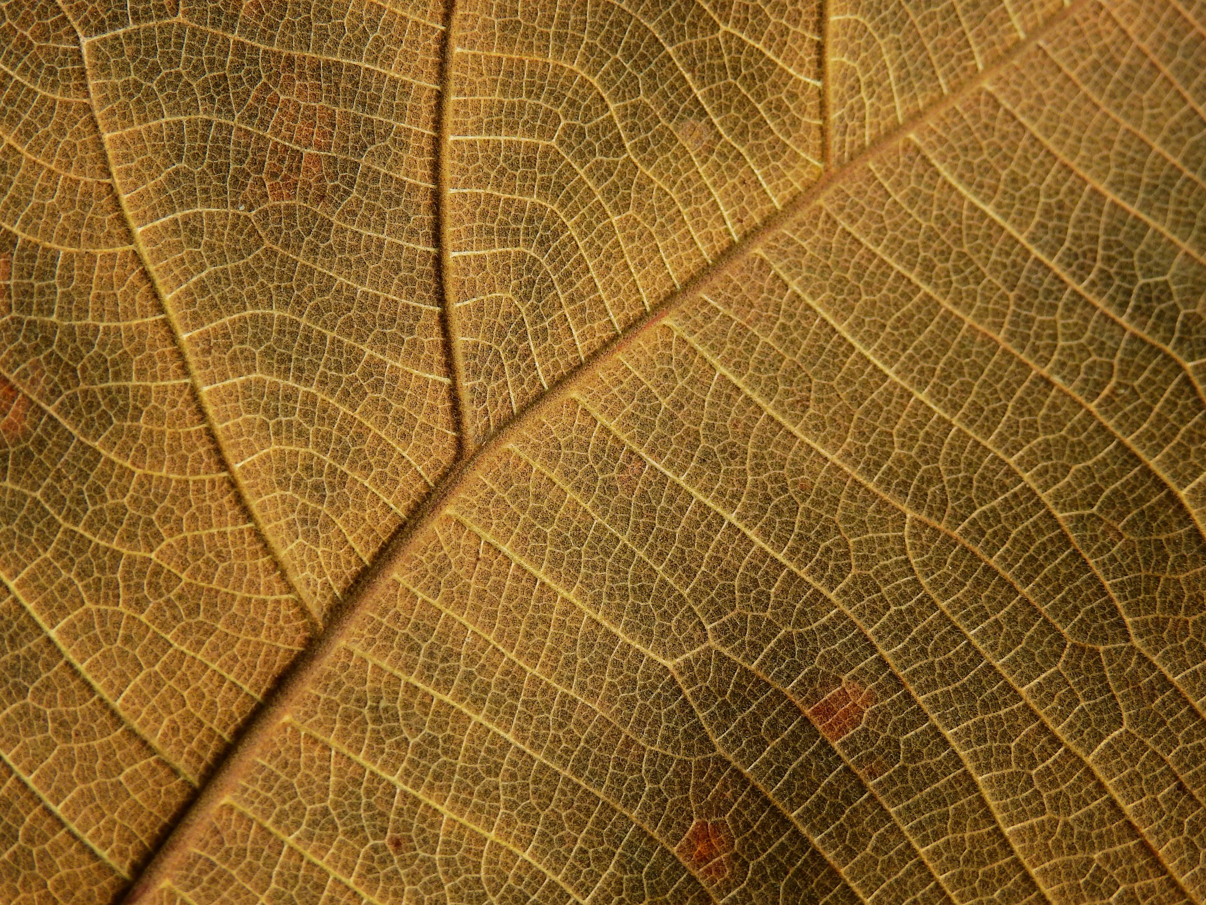 Menopause and Sex Drive